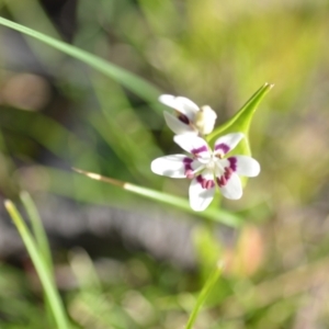 Wurmbea dioica subsp. dioica at Wamboin, NSW - 20 Sep 2021