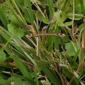 Sinpunctiptilia emissalis at Charleys Forest, NSW - 27 Mar 2023