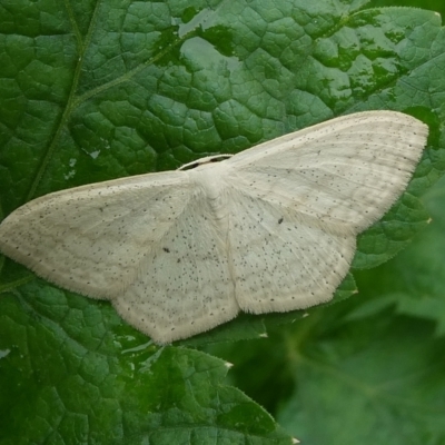 Scopula perlata (Cream Wave) at Charleys Forest, NSW - 27 Mar 2023 by arjay