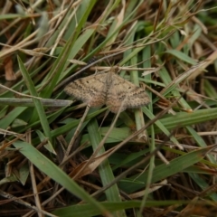 Scopula rubraria (Reddish Wave, Plantain Moth) at Mongarlowe River - 26 Mar 2023 by arjay