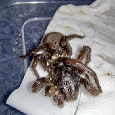 Unidentified Spider (Araneae) at Warrnambool, VIC - 4 Oct 2023 by MissMac