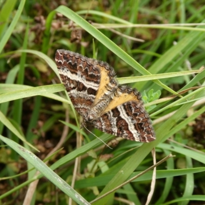 Chrysolarentia vicissata (Vicissata Carpet) at Mongarlowe River - 11 Mar 2023 by arjay