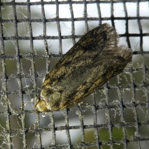 Hofmannophila pseudospretella at Charleys Forest, NSW - suppressed