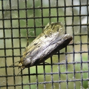 Hofmannophila pseudospretella at Charleys Forest, NSW - suppressed