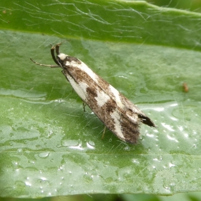 Epithymema incomposita (Chezela group) at Mongarlowe River - 11 Mar 2023 by arjay