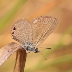 Nacaduba biocellata (Two-spotted Line-Blue) at Caladenia Forest, O'Connor - 2 Oct 2023 by ConBoekel