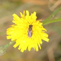 Lasioglossum (Chilalictus) lanarium (Halictid bee) at O'Connor, ACT - 2 Oct 2023 by ConBoekel