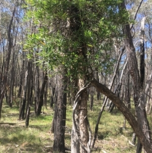 Billardiera scandens at Burra Creek, NSW - 2 Oct 2023 01:46 PM