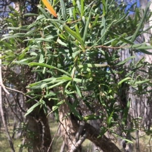 Billardiera scandens at Burra Creek, NSW - 2 Oct 2023 01:46 PM