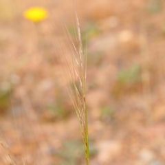 Austrostipa scabra (Corkscrew Grass, Slender Speargrass) at Caladenia Forest, O'Connor - 2 Oct 2023 by ConBoekel