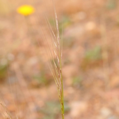 Austrostipa scabra (Corkscrew Grass, Slender Speargrass) at O'Connor, ACT - 3 Oct 2023 by ConBoekel