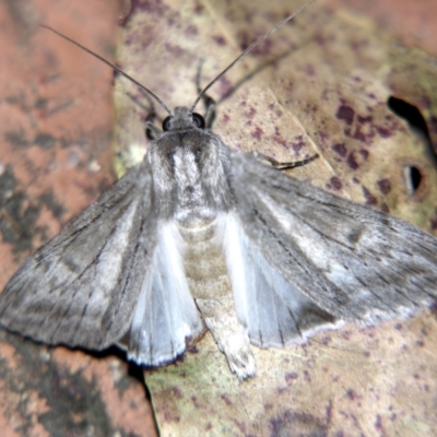 Capusa senilis (Black-banded Wedge-moth) at Sheldon, QLD - 31 Aug 2007 by PJH123