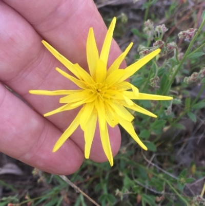 Microseris walteri (Yam Daisy, Murnong) at Burra Creek, NSW - 2 Oct 2023 by SuePolsen