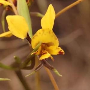 Diuris nigromontana at O'Connor, ACT - 3 Oct 2023