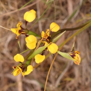 Diuris nigromontana at O'Connor, ACT - 3 Oct 2023