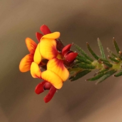 Dillwynia phylicoides (A Parrot-pea) at O'Connor, ACT - 2 Oct 2023 by ConBoekel
