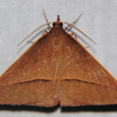 Epidesmia chilonaria (Golden-winged Epidesmia) at Sheldon, QLD - 31 Aug 2007 by PJH123