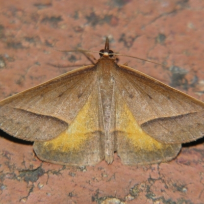 Epidesmia chilonaria (Golden-winged Epidesmia) at Sheldon, QLD - 31 Aug 2007 by PJH123