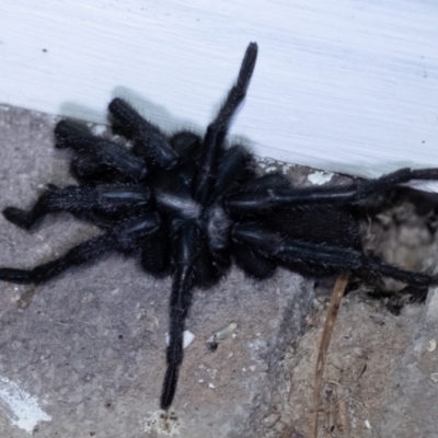 Unidentified Trapdoor, Funnelweb or Mouse spider (Mygalomorphae) at Penrose, NSW - 3 Oct 2023 by Aussiegall