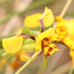 Diuris nigromontana (Black Mountain Leopard Orchid) at O'Connor, ACT - 3 Oct 2023 by ConBoekel