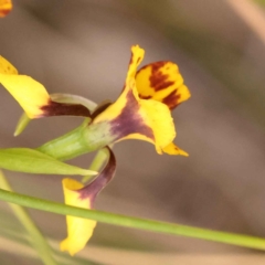 Diuris nigromontana at O'Connor, ACT - suppressed