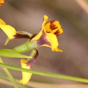 Diuris nigromontana at O'Connor, ACT - suppressed