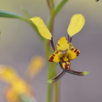 Diuris pardina (Leopard Doubletail) at Wamboin, NSW - 20 Sep 2021 by natureguy