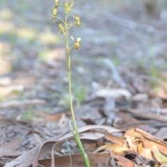 Diuris pardina at Wamboin, NSW - suppressed