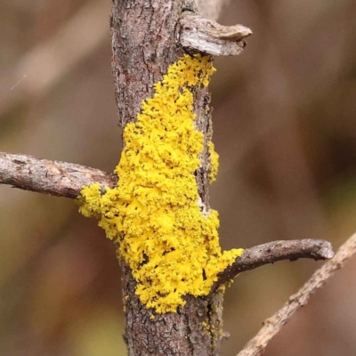 Unidentified Lichen at Caladenia Forest, O'Connor - 2 Oct 2023 by ConBoekel