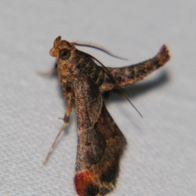Gauna aegusalis (Pyraline moth) at Sheldon, QLD - 31 Aug 2007 by PJH123