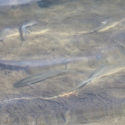 Unidentified Fish at Lake Barrine, QLD - 11 Aug 2023 by AlisonMilton