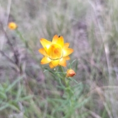 Xerochrysum viscosum (Sticky Everlasting) at Yass River, NSW by 120Acres