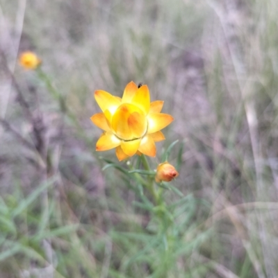 Xerochrysum viscosum (Sticky Everlasting) by 120Acres