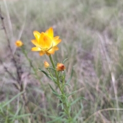 Xerochrysum viscosum at Yass River, NSW - 3 Oct 2023