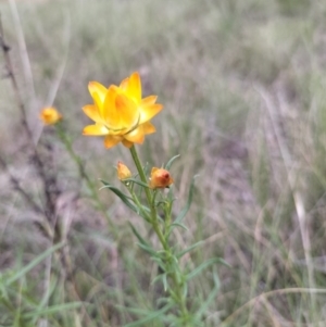 Xerochrysum viscosum at Yass River, NSW - 3 Oct 2023