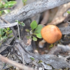 Unidentified Cap on a stem; gills below cap [mushrooms or mushroom-like] at Wamboin, NSW - 20 Sep 2021 by natureguy