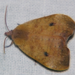 Hyblaea ibidias (A Teak moth (Hyblaeidae family).) at Sheldon, QLD - 31 Aug 2007 by PJH123