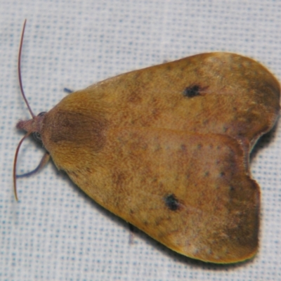 Hyblaea ibidias (A Teak moth (Hyblaeidae family).) at Sheldon, QLD - 31 Aug 2007 by PJH123