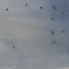 Aquarius antigone (Water strider, pond skater) at Lake Barrine, QLD - 11 Aug 2023 by AlisonMilton