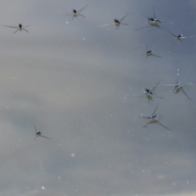 Aquarius antigone (Water strider, pond skater) at Lake Barrine, QLD - 11 Aug 2023 by AlisonMilton