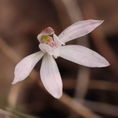 Caladenia fuscata (Dusky Fingers) at O'Connor, ACT - 3 Oct 2023 by ConBoekel