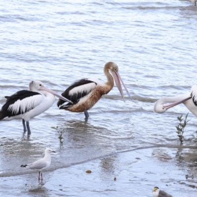 Pelecanus conspicillatus (Australian Pelican) at Cairns City, QLD - 12 Aug 2023 by AlisonMilton