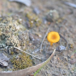 Lichenomphalia chromacea at Wamboin, NSW - 20 Sep 2021