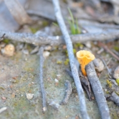 Lichenomphalia chromacea at Wamboin, NSW - 20 Sep 2021