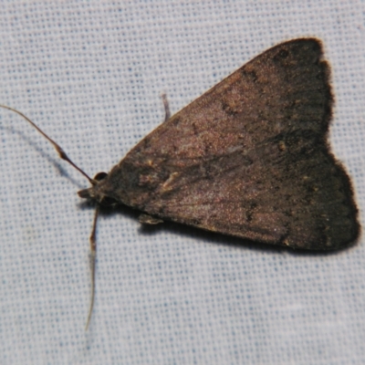 Nodaria cornicalis (Magas Fruit-borer) at Sheldon, QLD - 31 Aug 2007 by PJH123