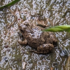 Unidentified Frog at Thurgoona, NSW - 4 Oct 2023 by ChrisAllen