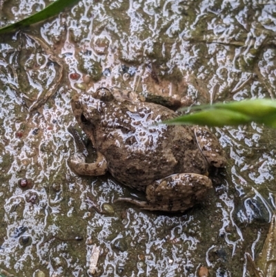 Unidentified Frog at Thurgoona, NSW - 4 Oct 2023 by ChrisAllen