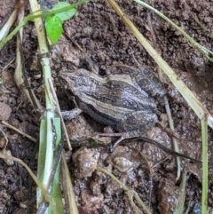 Unidentified Frog at Thurgoona, NSW - 4 Oct 2023 by ChrisAllen