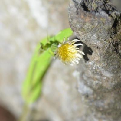 Sonchus oleraceus (Annual Sowthistle) at Wamboin, NSW - 3 Dec 2021 by natureguy