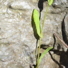 Sonchus oleraceus at Wamboin, NSW - 3 Dec 2021 01:09 PM